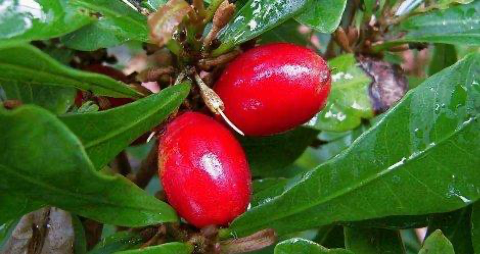 Miracle_fruit
